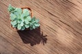 Still Life of Three Cactus Plants on Vintage Wood Background Tex Royalty Free Stock Photo