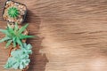 Still Life of Three Cactus Plants on Vintage Wood Background Tex Royalty Free Stock Photo