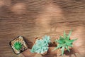 Still Life of Three Cactus Plants on Vintage Wood Background Tex Royalty Free Stock Photo