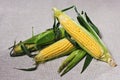 Still life with three indian corn ears Royalty Free Stock Photo