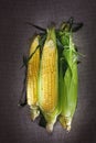 Still life with three indian corn ears Royalty Free Stock Photo
