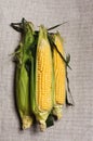 Still life with three indian corn ears on f canvas Royalty Free Stock Photo