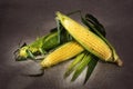 Still life with three indian corn on gray linen Royalty Free Stock Photo