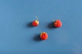 Still life of three wild strawberries on blue ceramic tiles with dust texture and reflection. Side view from above. Forest strawb