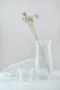 Still life with transparent glass vases, dry branches with flowers Royalty Free Stock Photo