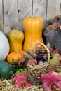 Still Life with Two Yellow Pumpkins, Wicker Basket Filled with Pine Cones, Acorns, Chestnuts and Autumn Leaves on a Hay Royalty Free Stock Photo