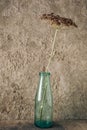 Still life with an umbrella of fragrant dill in a glass milk bottle on a concrete background