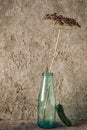 Still life with an umbrella of fragrant dill in a glass milk bottle on a concrete background