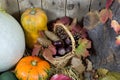 Still Life with Various Pumpkins, Wicker Basket Filled with Pinecones, Acorns, Chestnuts and Autumn Leaves on a Hay Royalty Free Stock Photo