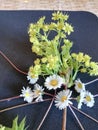 Still life from various wild flow ,A bouquet of wild flowers yellow, white, purple, blue on a gray-black background spring flowers Royalty Free Stock Photo