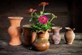 Still Life with a vase flower,earthenware Royalty Free Stock Photo