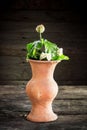 Still Life with a vase flower,earthenware Royalty Free Stock Photo