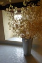 Still life vase with lunaria pods by window