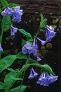 Still life with Virginia Bluebells Royalty Free Stock Photo