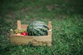 Still life with watermelon and pomegranates in a wooden box on the grass in the park in spring