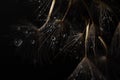 Still life of wet dandelion seeds in on the black background. Beautiful summer concept Royalty Free Stock Photo