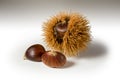 Still life on white background some chestnuts