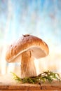 Still life with white boletus mushroom