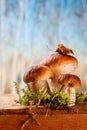 Still life with white boletus mushrooms