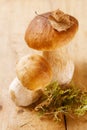 Still life with white boletus mushrooms