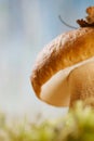 Still life with white boletus mushrooms macro