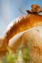 Still life with white boletus mushrooms macro