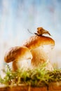 Still life with white boletus mushrooms macro