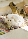 Still life with white cat, man shoes, flower pot and woven rug Royalty Free Stock Photo