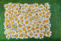 Still life daisies- green plywood