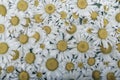 Still life daisies- green plywood