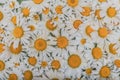 Still life daisies- green plywood