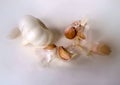 - still life, white garlic on a white background b Royalty Free Stock Photo