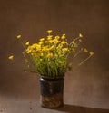 Still life with wild flowers, spring time Royalty Free Stock Photo