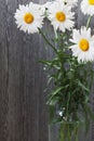 Bouquet of large daisies stands on  gray background Royalty Free Stock Photo