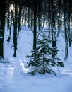 Still life in the winter forest