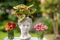 Still life with woman`s head bust filled with plant, tulips in vases. Iron Cross Begonia, begonia masoniana, rain forest plant.