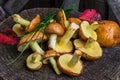 Still life of yellow boletus mushrooms Royalty Free Stock Photo