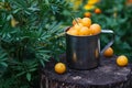 Still life with yellow cherry plum in a metal dish.