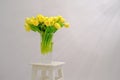 Still life yellow tulips in glass vase on white chair with sunlight Royalty Free Stock Photo