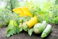 Still life, zucchini Royalty Free Stock Photo