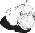 Still , pear and lemon halves , hand-drawn style graphics quality black and white . Transferred texture lemon and small bumps and