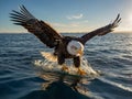 Still picture of American bald eagle catching fish in the river in daylight wildlife photography Royalty Free Stock Photo