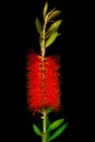 Still Portrait of a blooming Bottlebrush Plant