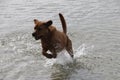 Red Fox Labrador Retriever jumping out of the water
