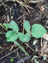 String Bean Seeds