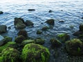 Still sea shore with blue water and stones. Mossy seaweed stones on volcanic beach. Royalty Free Stock Photo