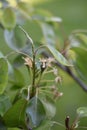 Small pears (Pyrus)