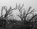 Still standing, burnt shrubs along trail in Napa