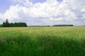 Still very green wheatfield ..