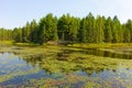 Still water surrounded by forests